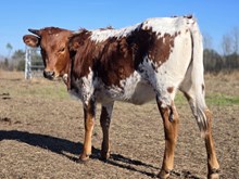 YOUR EYES 4 A CENTURY MKMC 