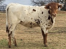 SHAM ROCK MY WORLD x HL HEADS UP - TAG 2242