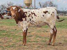 RM DAILY SPECIAL 3 X KDK WILDFIRE  - TAG 3458