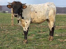 HL Heads Up x Fifth Age