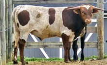 D~R ALTHA'S DRAGON SLAYER