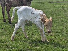 Real Deal Lucky x Gold Mine 1