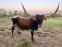 Ace's Favorite Color DSM