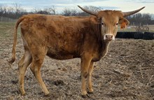 RRR Miss Lady In Red 420