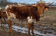 RRR Miss Tuxetdo's Gal 402