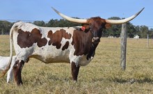 RJF STRAWBERRY SHORTCAKE 244