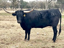 SR Clout's Sassy 264