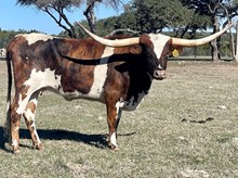 SR Clout's Catchit 307