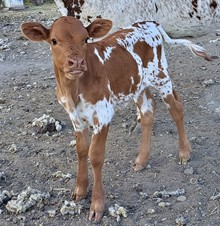 Stop Sign x RJW All Tied Up 2022 heifer