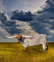 Lot 38 - FIFTY GRANDE BCC CHOICE EMBRYO