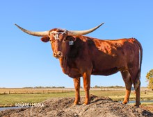 23LF POCO'S PRIDE & JOY