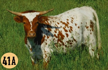 HD TEXAS STARR