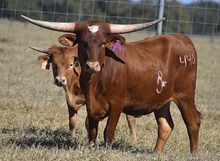 RJF CATCH ME WALK'N 446