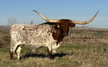 HLR Elevated Standards