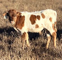 CND X Texas Mermaid Bull