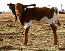 CND X Laredo Delight Heifer