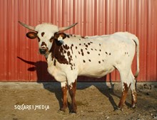 24LF Showgirl Boots