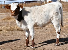 Hercules X Dragon Ice heifer