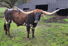 A&S 100 Grand Ferdinand 