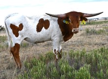 DB Miranda's Agnes