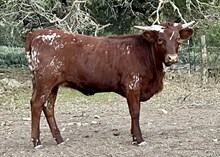 DAUNTLESS DESTINY 100