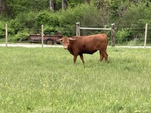 2020 calf