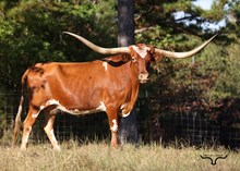 BCR Never Forget 911