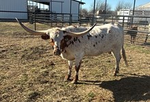 BL CAMILLA 333 🇺🇸