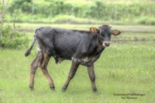 Barbed Wire Bull Calf