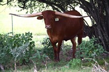Brazos Iris 55/22