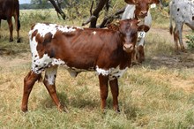 Brazos Jeanine 56/25