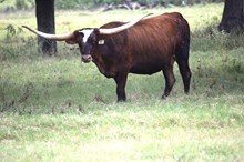 Brazos Sadie 35/22
