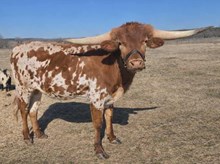 Sawyer All Jacked DSM