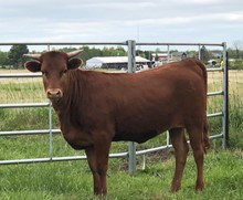 SBL Ruby