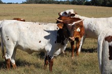 Silver Respect Me Always