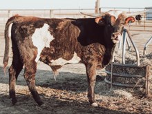 3P ROYAL CASINO NIGHT 