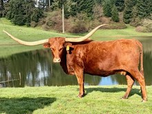 SR Clout's Melanie 8106