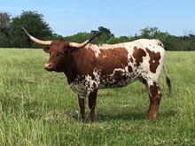 RHL CROWN'S CORREDORA