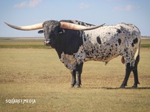 JEST A COWBOY