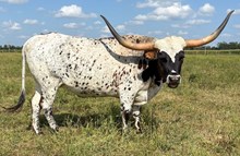 Grace Under Fire 2/1