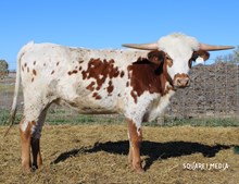 Sunny’s Dream Girl Heifer