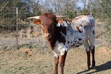 Silver Heart of Satin