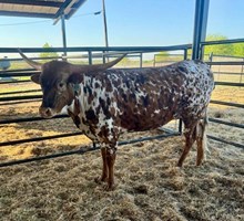 DBL-K CHARMER 🇺🇸