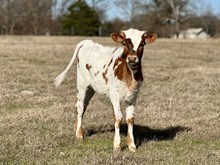 DH Last Call x Payline BCB heifer calf