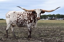 LM MISS DALLAS SISSIE