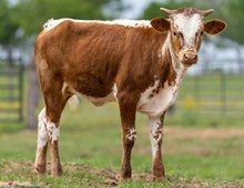 🔵🦆 Breezy Becca