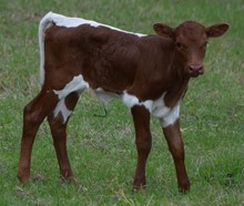 Pureplay 22 Heifer