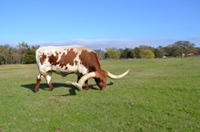 IWR IRONWOOD SUPREME