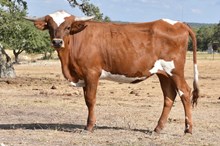 KSHR CHEX AUGUST BEAUTY