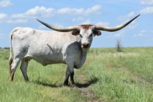 BERETTA HOLLOW POINT